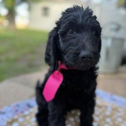 Miles - Black male Double Doodle puppy in Mineola, Texas from ETX Dandy Doodle