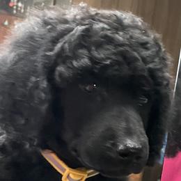 Blue-INDIGO - Black female Poodle puppy in Hamilton Square, New Jersey from Sweet Standards