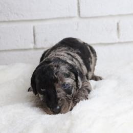 Gabby - Merle female Labradoodle puppy in Bryantown, Maryland from Doodles on Duty