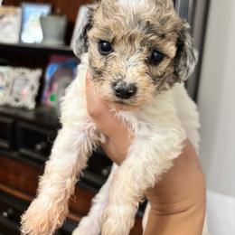Latte - Parti female Goldendoodle puppy in Anderson, South Carolina from M & L Pups