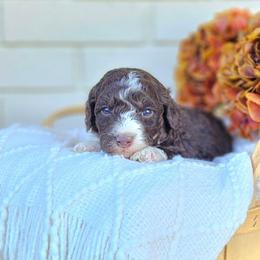 Harrison - Phantom male Bernedoodle puppy in Russell Springs, Kentucky from 270 Doodles