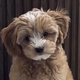 Goldendoodle Puppies from DayDream Doodles