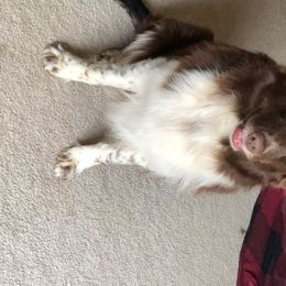 Tank - Australian Shepherd