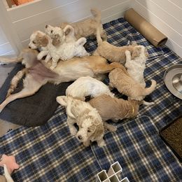 Goldendoodle Puppies from Samara Farms