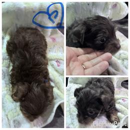 Chocolate boy blue - Chocolate and tan male Yorkshire Terrier puppy in Tulsa, Oklahoma from Yorker Puppy Palace