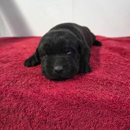 Black Boy 1 - Black male Labrador Retriever puppy in Williamsburg, Pennsylvania from River View Labradors