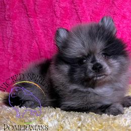 AKC BAJA BLAST - Blue merle male Pomeranian puppy in Watkins Glen, New York from Wicked Spirits Pomeranians