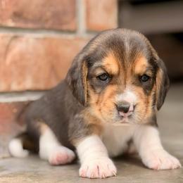 Kandii - Black tan and white female Beagle puppy in Mansfield, Missouri from Rippee Creek Kennel