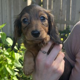 ToTo - Red female Dachshund puppy in Seattle, Washington from Sandstone Dachshunds