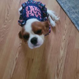 Cavalier King Charles Spaniel puppies from Cinnamon the Cavalier King Charles