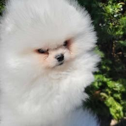 Luca - White male Pomeranian puppy in Paw Paw, Michigan from Fairy Tale Poms & English Toy Spaniels