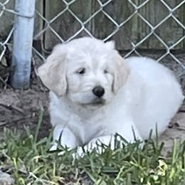 Goldendoodle Puppies from Bianca Bleu Goldendoodles