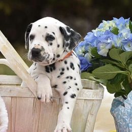Dalmatians from Drake's Dalmatians