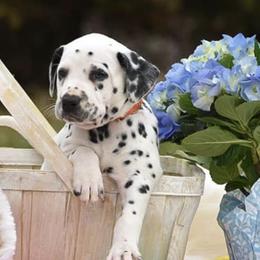 Dalmatians from Drake's Dalmatians