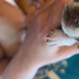 German Shorthaired Pointer Puppies from Legends German Shorthaired Pointers