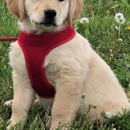 Golden Retriever Puppies from Wilkinson’s Wonders