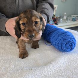Blue Collar Boy - Red male Dachshund puppy in Colorado from Keliaire Long Hair Mini Dachshunds