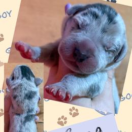 BANG - Merle male Great Dane puppy in Wellsville, New York from Prophecy Danes