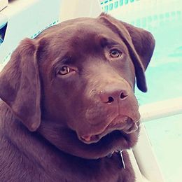 Shady - Labrador Retriever