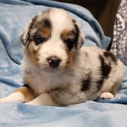 Boy 1 - male Australian Shepherd puppy in Sparta, Tennessee from SugarWood Australian Shepherds
