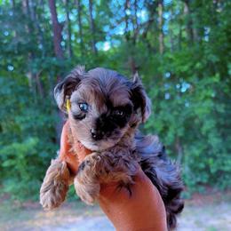 Boy1 - Merle male Yorkipoo puppy in Louisburg, North Carolina from Nell’s Adorable Yorkshire’s