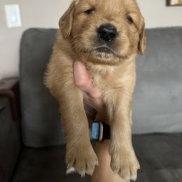 Golden Retriever Puppies from Golden View Ranch