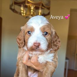 Aveya - Red  female Goldendoodle puppy in Waterford, California from Alvdoodles