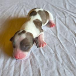 Girl 2 - Piebald female Dachshund puppy in Fallon, Nevada from Butterbean Dachshunds