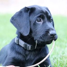 English Cocker Spaniels and Labrador Retrievers from Blue Clay Kennels, LLC.