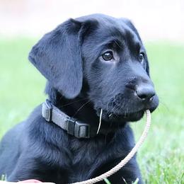 English Cocker Spaniels and Labrador Retrievers from Blue Clay Kennels, LLC.