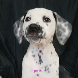 Dalmatian Puppies from Delaney's Dalmatians