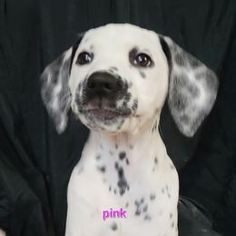 Dalmatian Puppies from Delaney's Dalmatians
