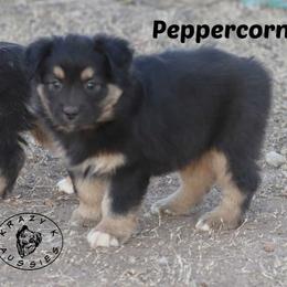 Peppercorn - Black tri male Miniature Australian Shepherd puppy in Garden Plain, Kansas from Krazy K Aussies