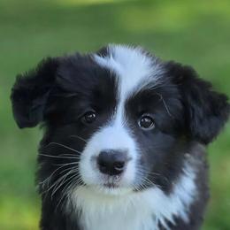 Laurel - Black and white female Border Collie puppy in Olney, Illinois from Heronwood Border Collies