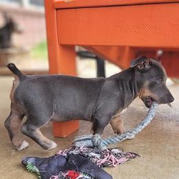 Teddy Roosevelt Terrier Puppies from Travelin' Man Terriers