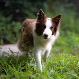 Cherry Pie - Border Collie