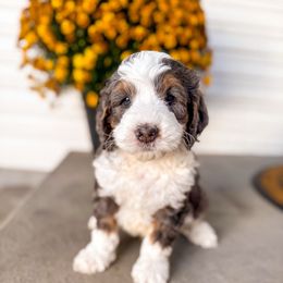 Chestnut - Merle male Bernedoodle puppy in Ammon, Idaho from Little Stone Bernedoodles