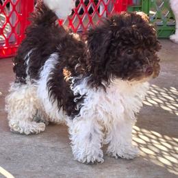Farrari - Parti male Poodle puppy in Covington, Virginia from A  Gift from above kennel,  LLC