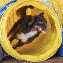 Australian Shepherd All Grown Up from A&K’s Aussies