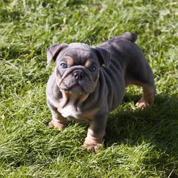 Boxer, Bulldog, and French Bulldog Puppies from Hillview Kennels