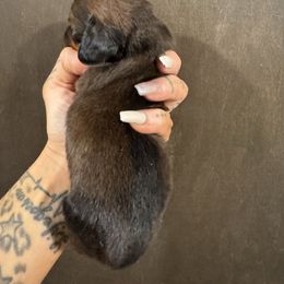 Dark Red Boy - Red male Dachshund puppy in Rio, Wisconsin from Three K Miniature Dachshunds