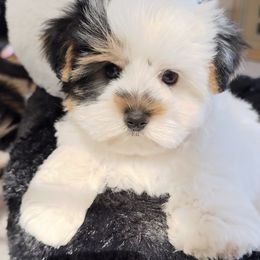 Oreo - Black tan and white male Biewer Terrier puppy in North Chelmsford, Massachusetts from Coastal Yorkshire Terrier Yorkies & Biewer Terriers