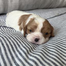 Betty - Blenheim female Cavalier King Charles Spaniel puppy in Fresno, California from CaliCavaliers