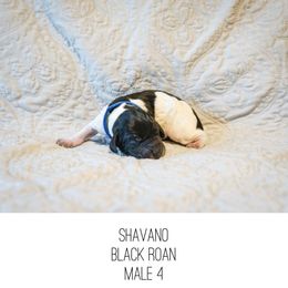 Shavano - Black roan male German Shorthaired Pointer puppy in Colorado Springs, Colorado from Sweet Life Kennels
