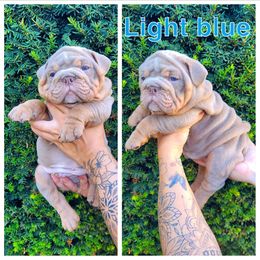 Light blue - Lilac tri-color male Bulldog puppy in Seattle, Washington from Authentic Bullys