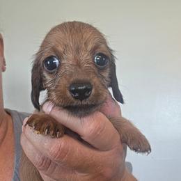 Lil Red - Red female Dachshund puppy in El Paso, Texas from Mells Weenies