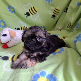Shih Tzu Puppies from N.F.S.T Imperial ShihTzu Puppies.