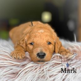 Mark - Red  Goldendoodle puppy in Lancaster, Minnesota from North Star Dog Training