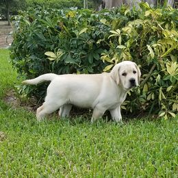 Willow - Labrador Retriever