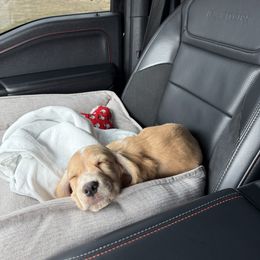 Cocker Spaniel and English Cocker Spaniel Puppies from CuttinBlue Farms